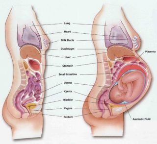 Illustration of the differences in anatomy during pregnancy. Due to these changes, a tummy tuck combined with C-section is not recommended.