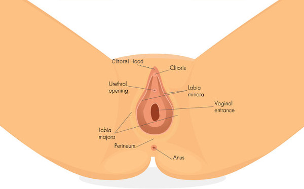 An anatomical illustration of vaginal anatomy including the relevant structures for labiaplasty.