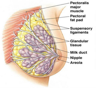breast anatomy, coopers ligaments, breast sag